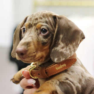 A Girl’s Best Friend Dog Collar