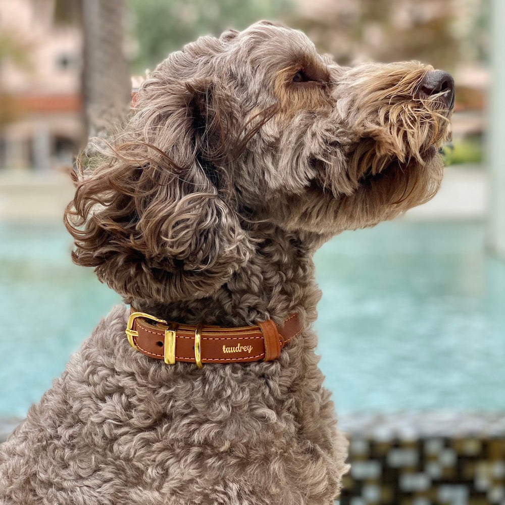 Best friend dog collar sale