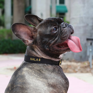 A Girl’s Best Friend Dog Collar